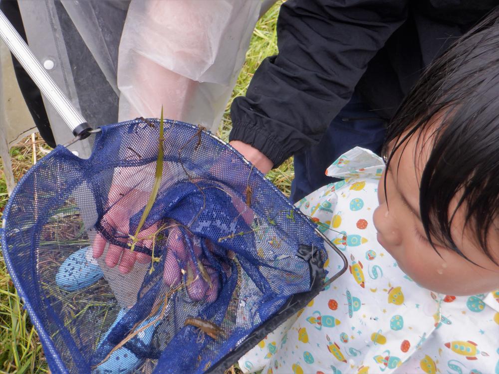 田植えサブ画像(水辺の生きもの観察)