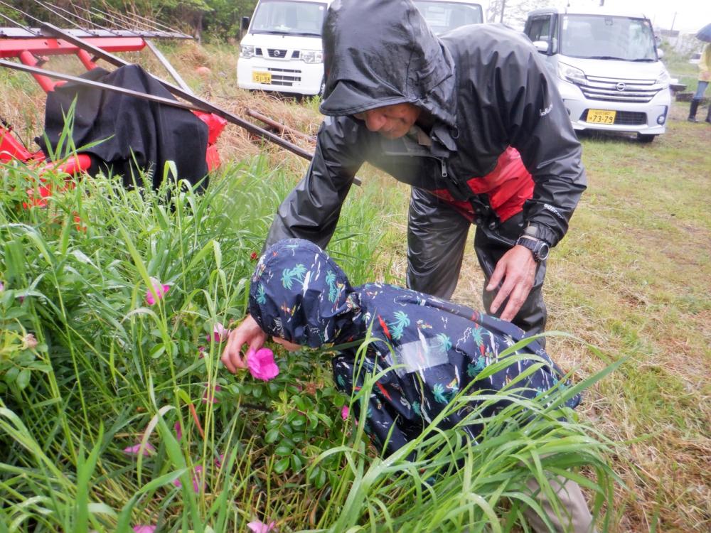 田植えサブ画像 生きもの観察(植物)