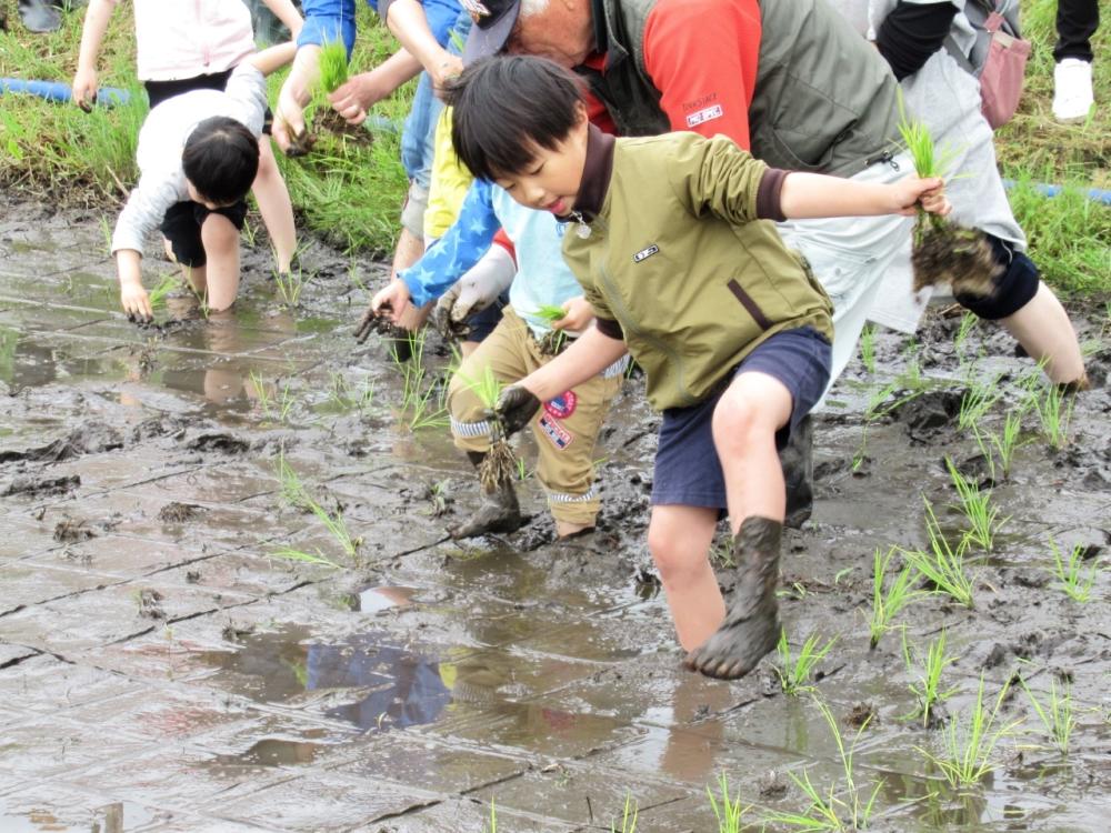 田んぼは裸足で入る