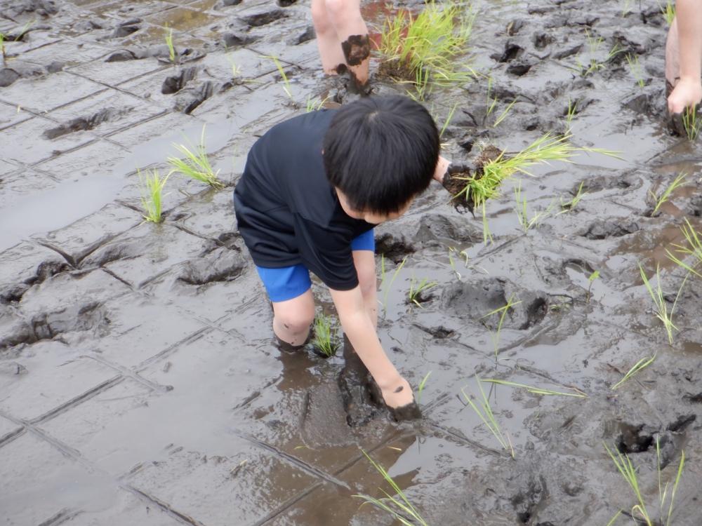 目印に植えていく