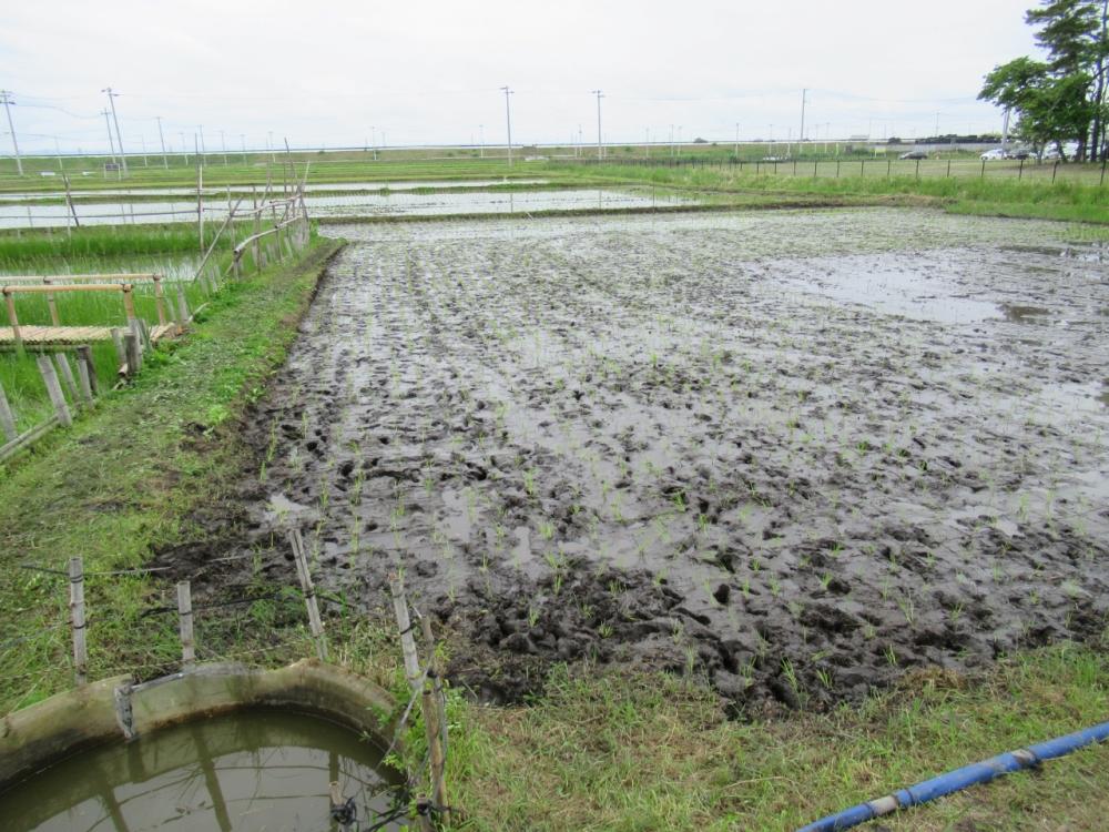 きれいに苗が並ぶ田植えを終えた田んぼ