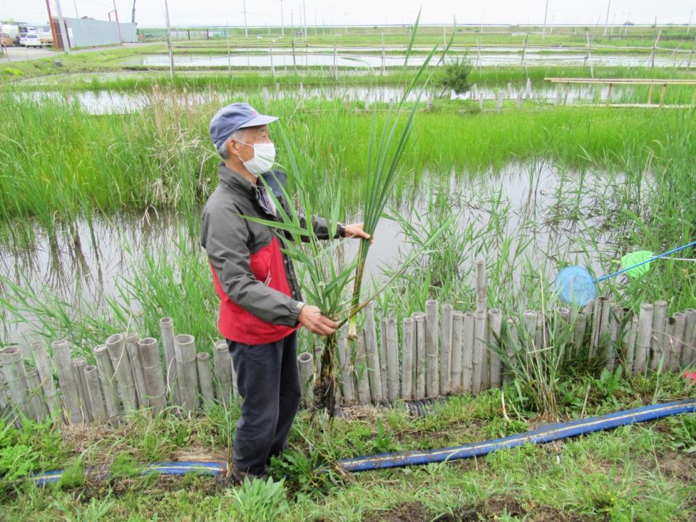 ヨシとショウブを手にする平吹先生