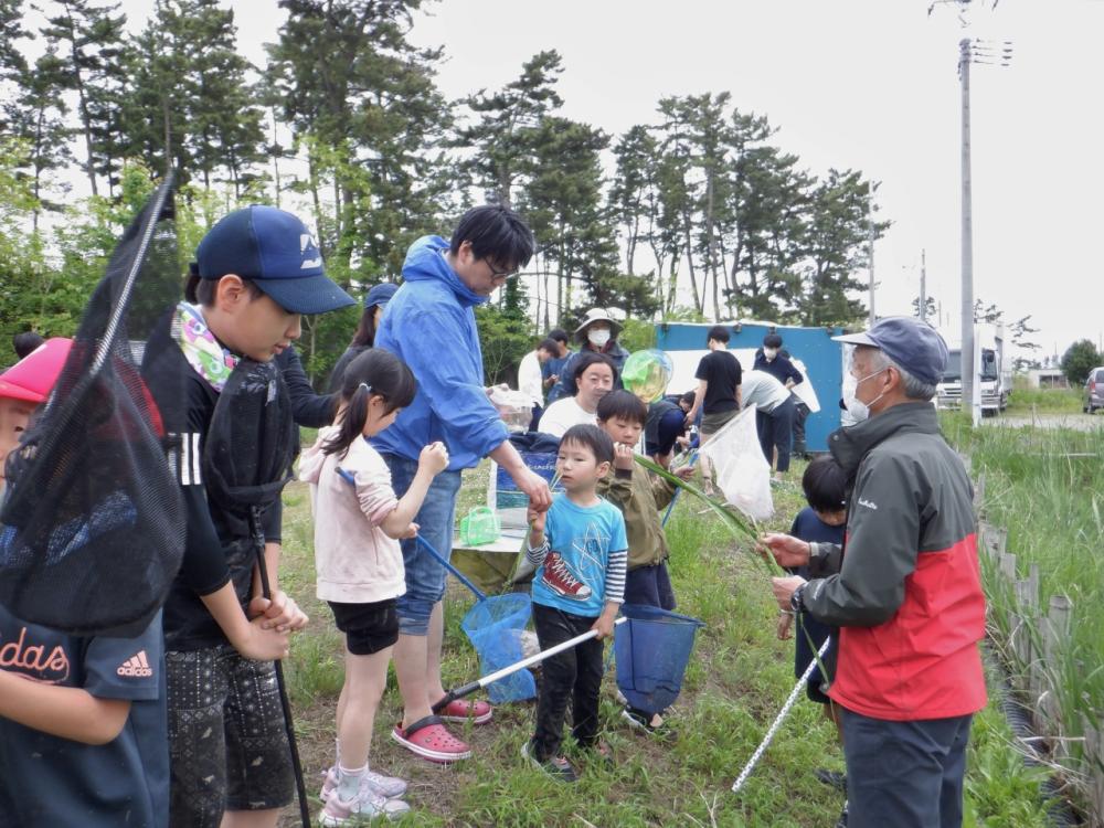 ショウブの香りをかいでみる
