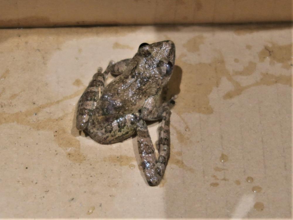 保護カジカガエルも飛び入り参加