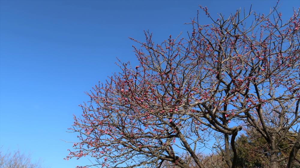 開花待つウメ