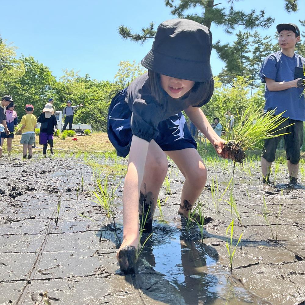 交点に植えていく