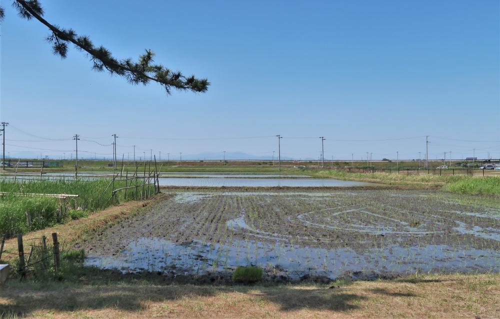 苗が整然と並ぶ田植え後の田んぼ
