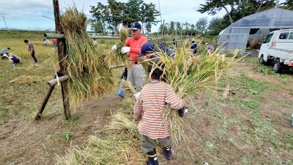 集まってくる稲束