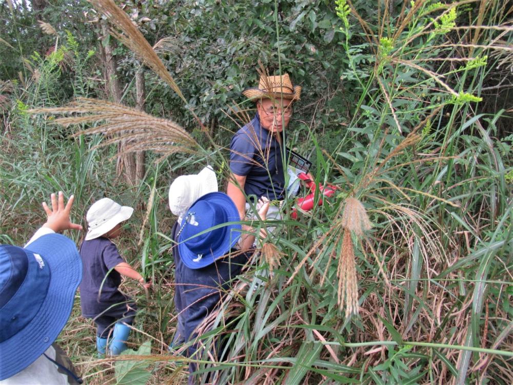 海岸林の植物たちもすっかり秋の装いに